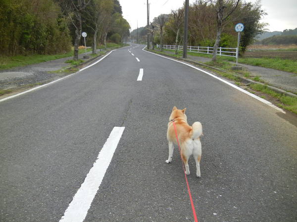 ’13,4,5、(金)田舎道の竹の子~!_f0060461_7311147.jpg