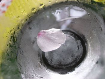 花見酒と桜風呂_a0007462_21421230.jpg