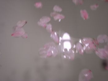花見酒と桜風呂_a0007462_214407.jpg