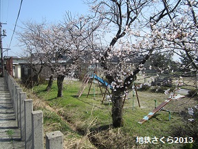 富山地鉄のさくらマップ2013@中加積駅_a0243562_1344344.jpg