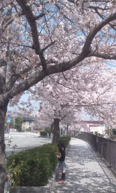 桜のトンネル_a0190966_0373615.jpg