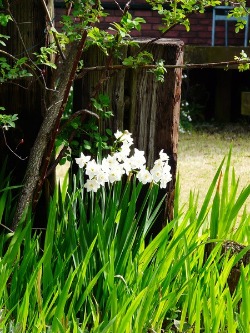 今朝の庭・・イカリソウと矢車草編♪_d0168170_1017225.jpg