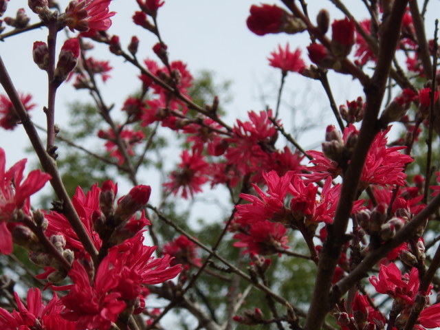 大阪の桜　桜ノ宮~大阪城_e0143671_11193327.jpg