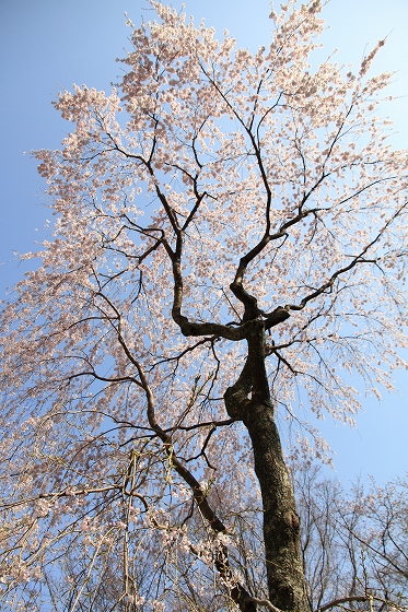 勝持寺　十輪寺_f0014971_0254942.jpg