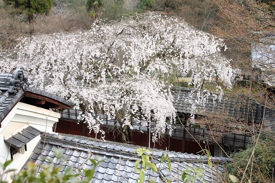 勝持寺　十輪寺_f0014971_035696.jpg