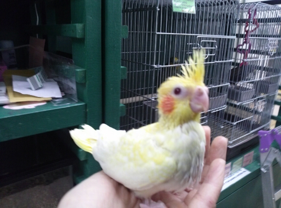 九官鳥初入荷 スーパービバホーム スプラッシュ岩槻店 店舗情報 九官鳥初入荷 スーパービバホーム スプラッシュ岩槻店 店舗情報