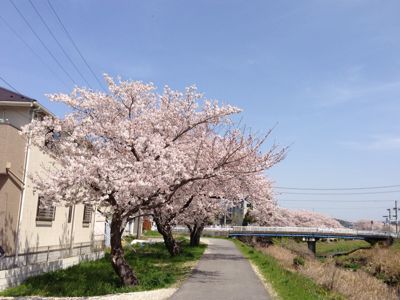 桜のトンネル@岩崎川_a0187575_535065.jpg