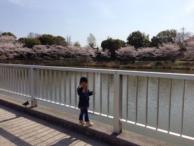桜のトンネル@岩崎川_a0187575_5391120.jpg