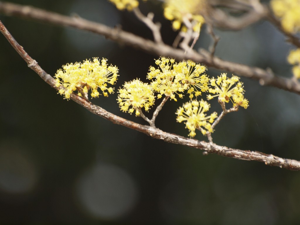 山茱萸 サンシュユ の花 自然風の自然風だより 山茱萸 サンシュユ の花 自然風の自然風だより