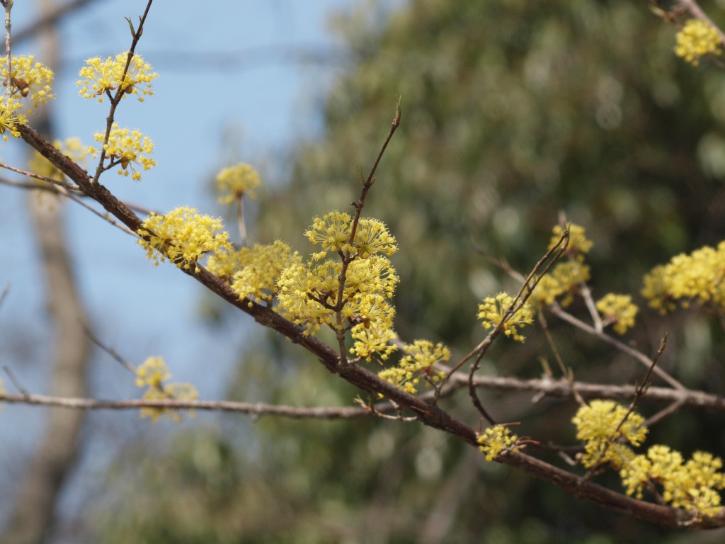 山茱萸 サンシュユ の花 自然風の自然風だより 山茱萸 サンシュユ の花 自然風の自然風だより