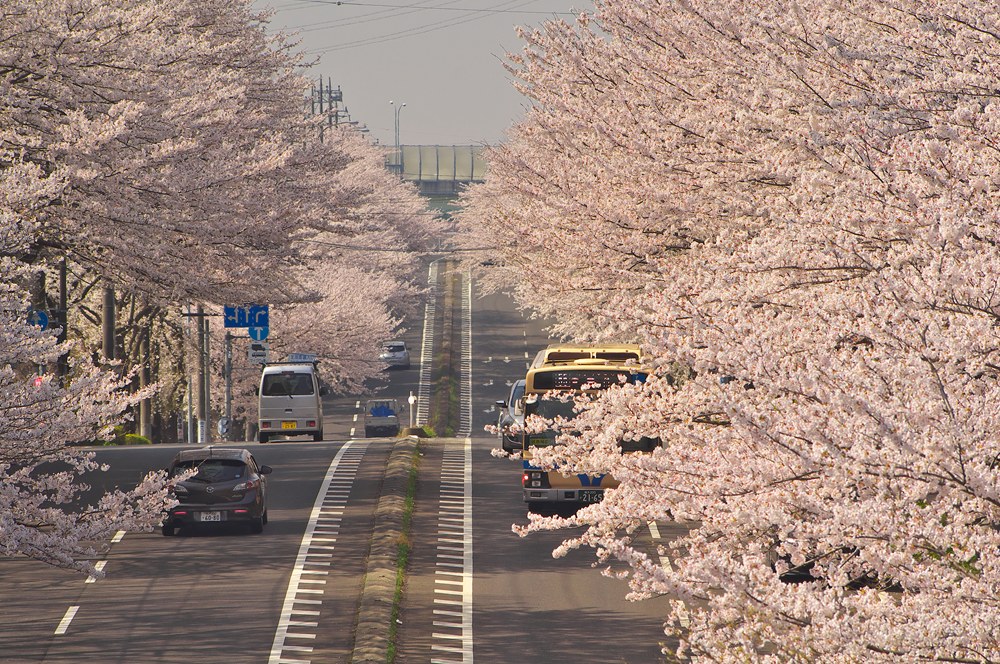 Cherry tree  ～Yokohama～_d0147676_8354930.jpg