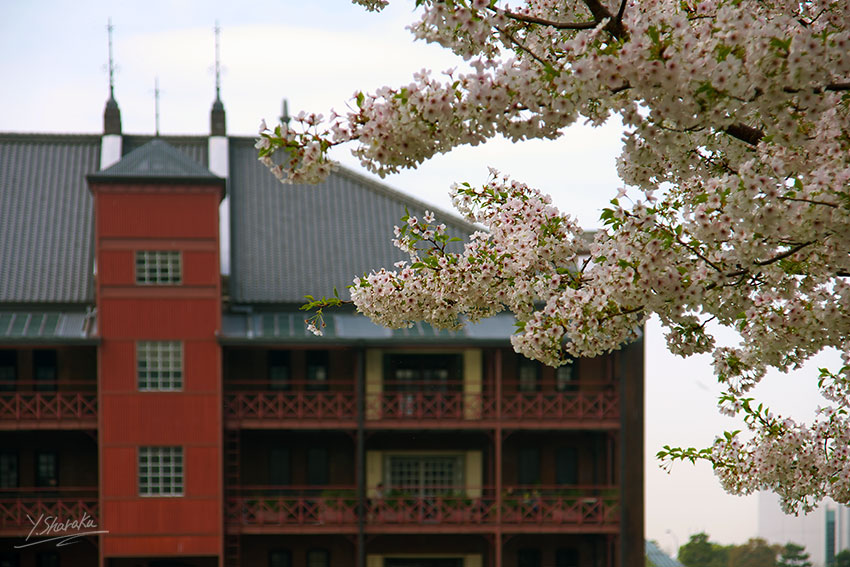 海霧の中でランチクルーズと桜　No2_e0153076_2117093.jpg