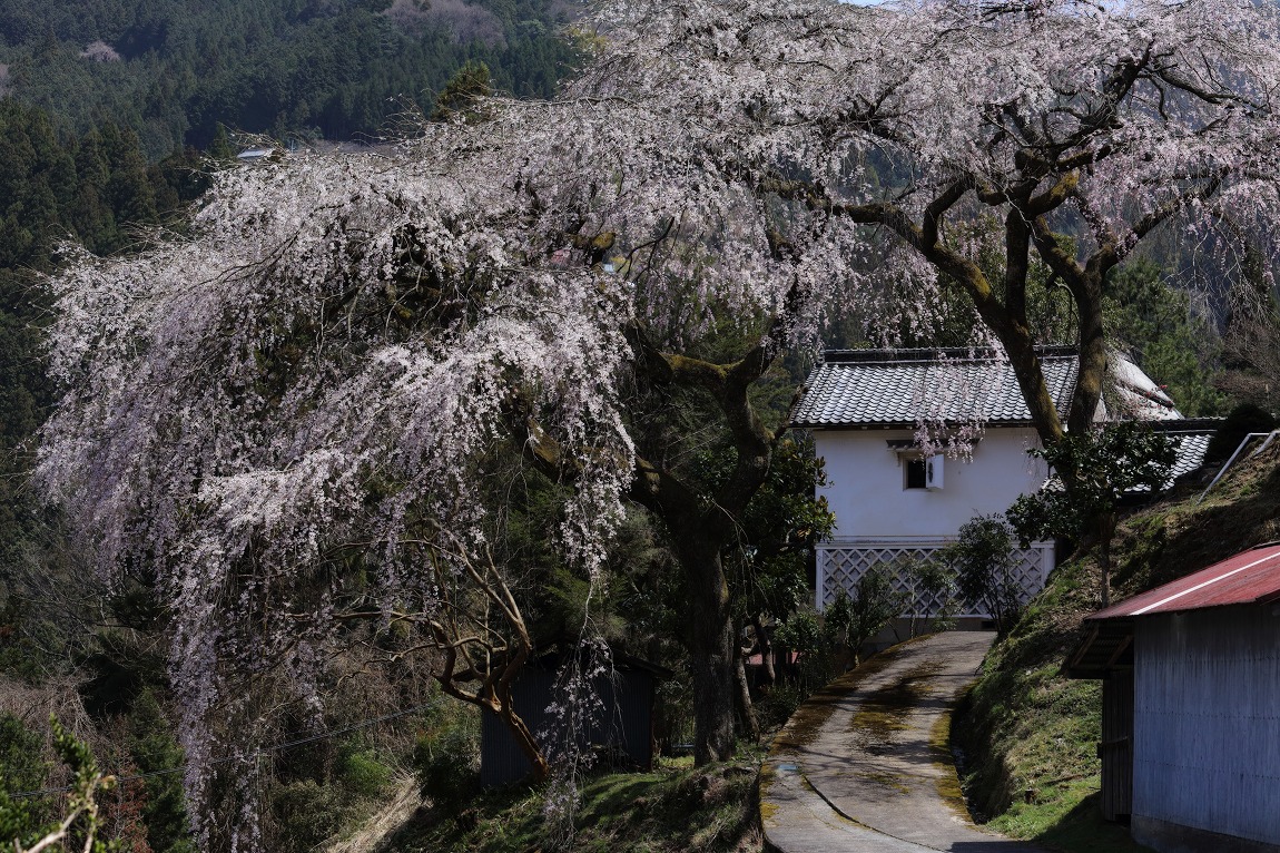 貝原の枝垂れ桜_e0244181_2265134.jpg