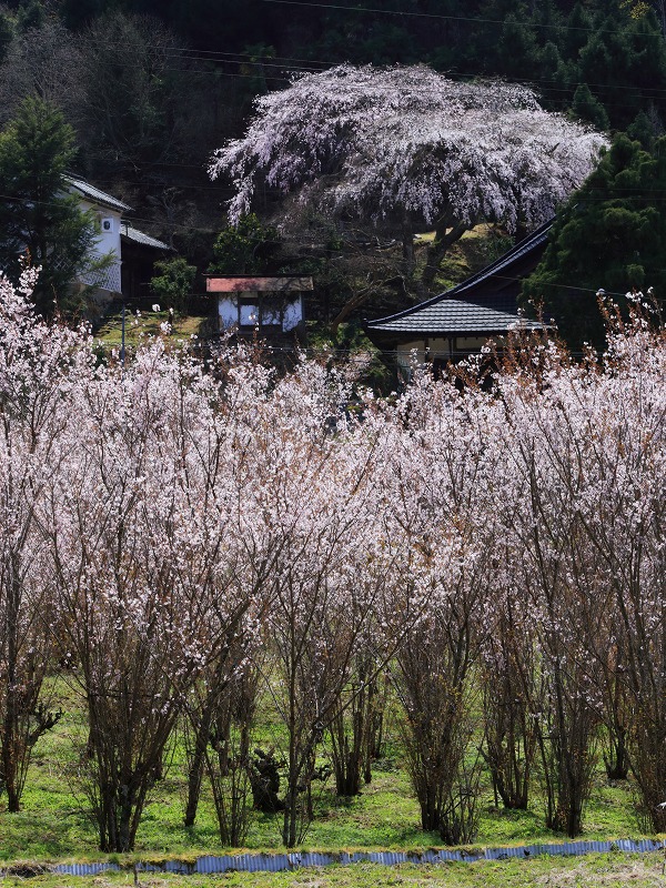 貝原の枝垂れ桜_e0244181_228117.jpg