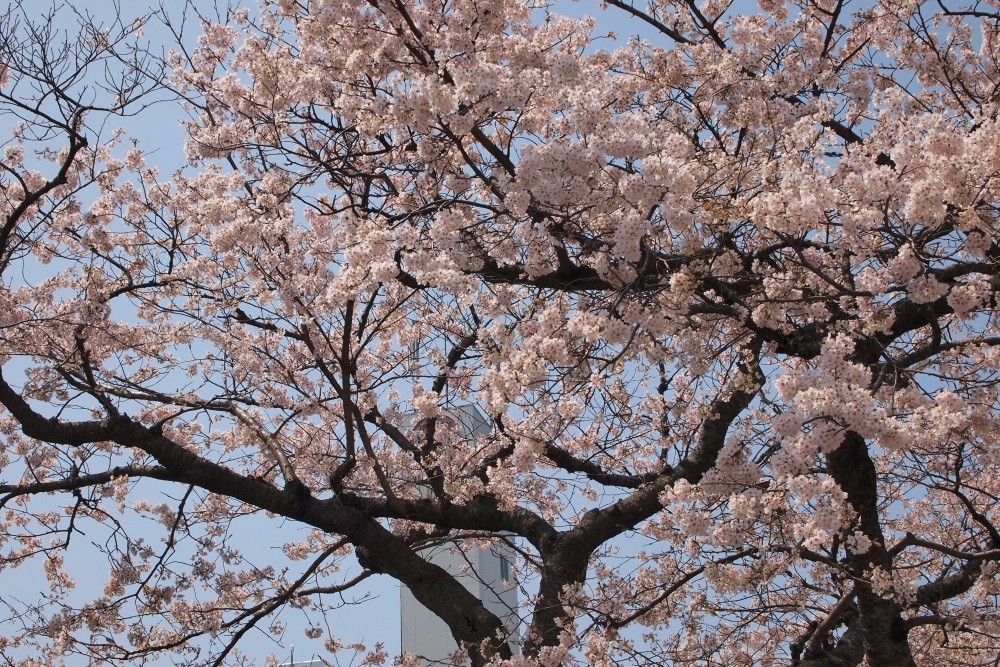 桜　日立市平和通り　２０１３・０４・０５　撮影_e0143883_18264574.jpg