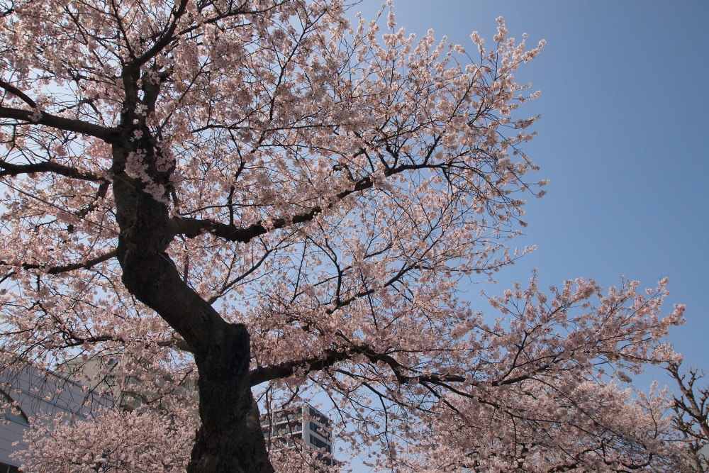 桜　日立市平和通り　２０１３・０４・０５　撮影_e0143883_1827315.jpg