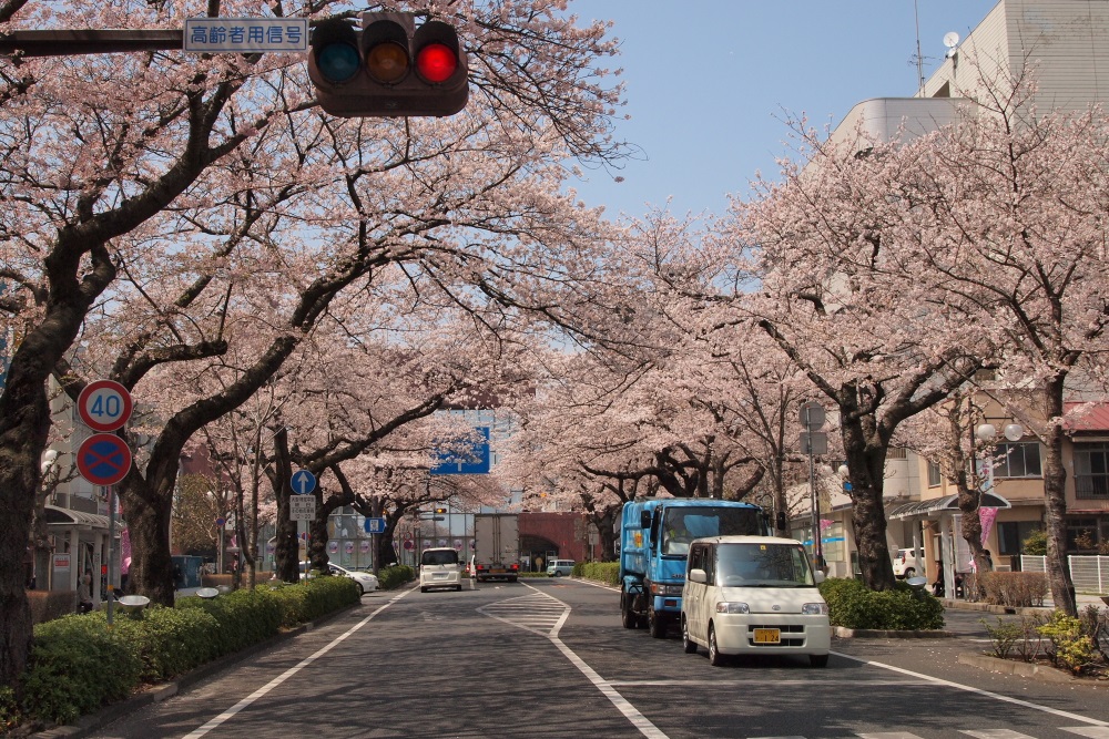 桜　日立市平和通り　２０１３・０４・０５　撮影_e0143883_1829742.jpg