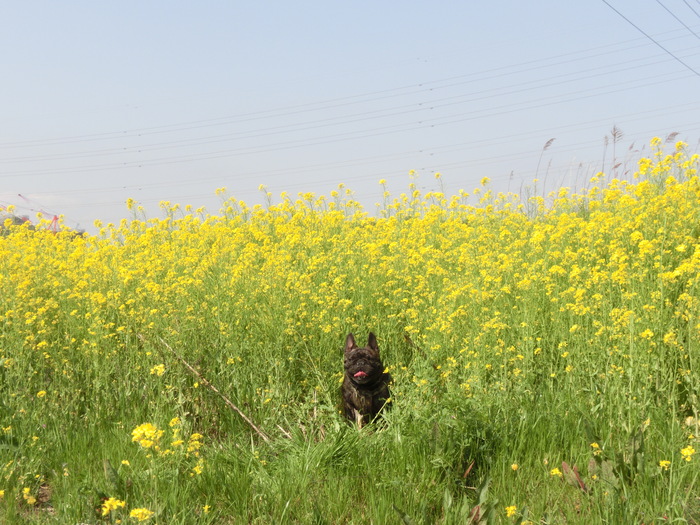 ４月５日　飼い主　VS　ちんた☆_e0199784_23184918.jpg