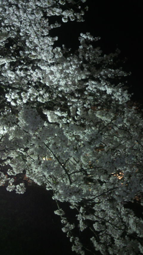 夜桜_e0282984_20504757.jpg