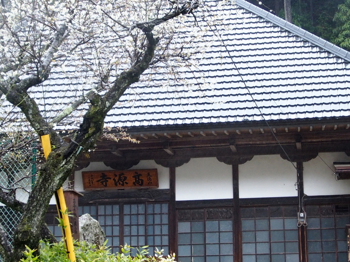 雨の高水三山 （1）　　高源寺まで…桜の中を～♪_e0195587_20303622.jpg