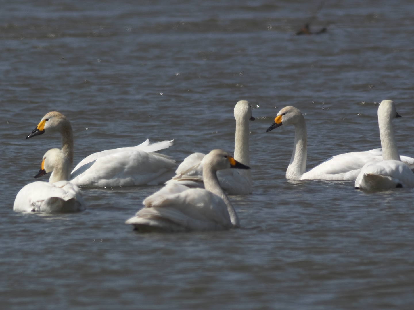 まだ渡って来る白鳥_c0201088_14192262.jpg