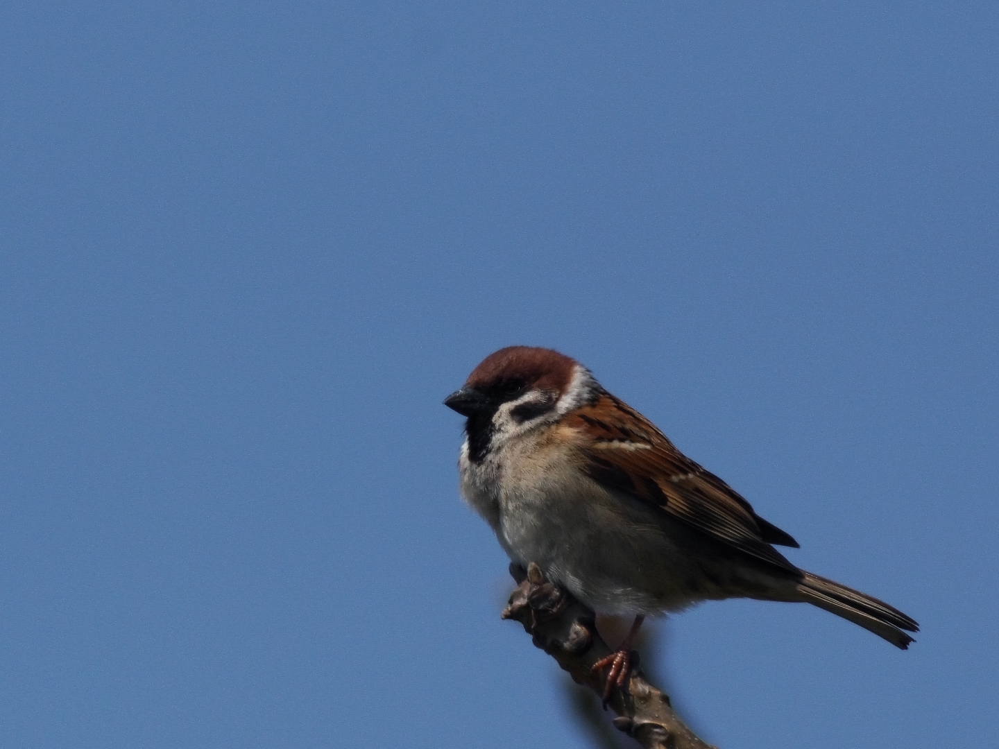 まだ渡って来る白鳥_c0201088_14192714.jpg