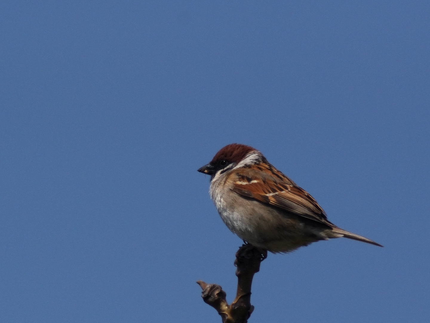 まだ渡って来る白鳥_c0201088_1419306.jpg