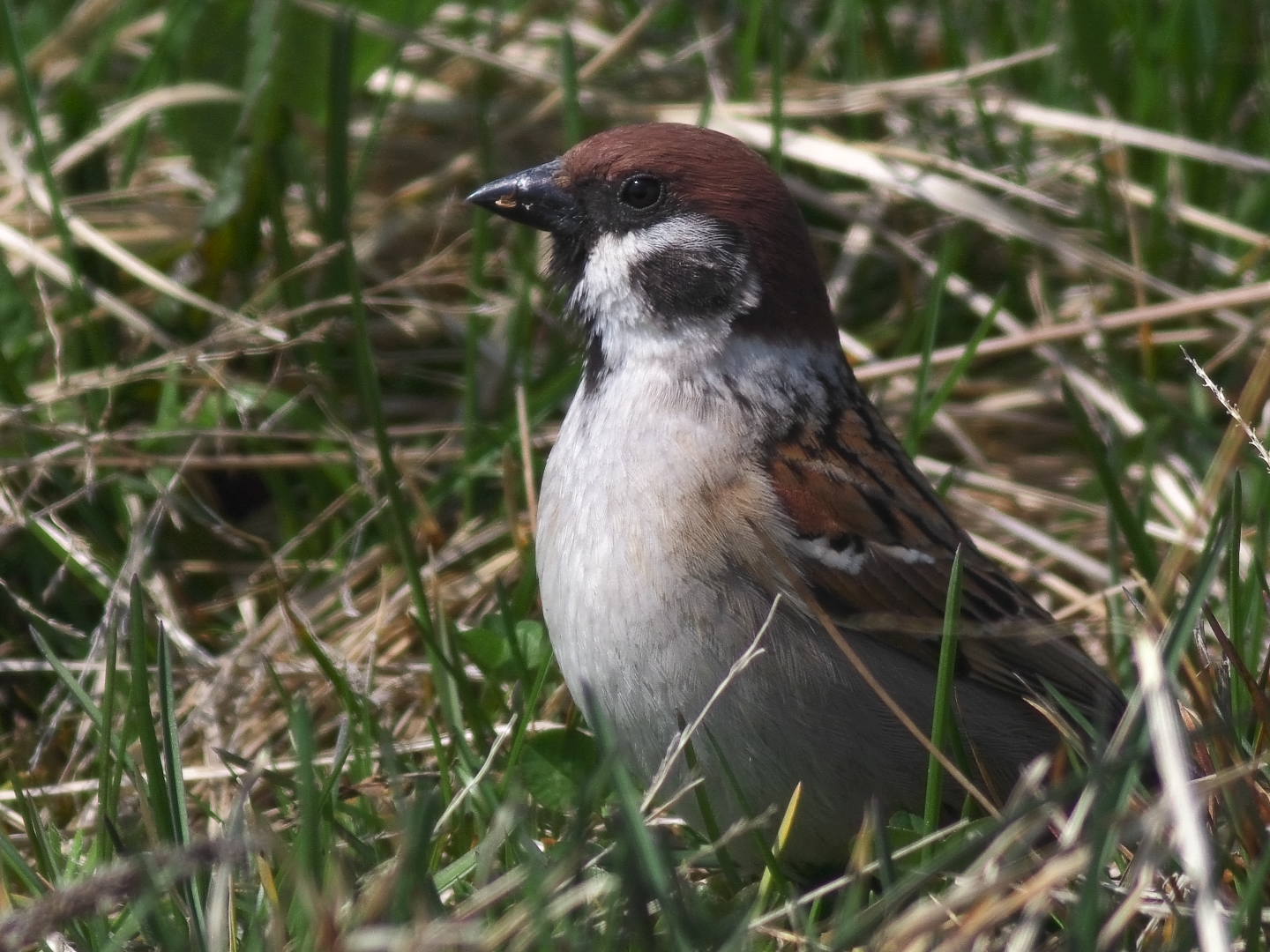 まだ渡って来る白鳥_c0201088_14193528.jpg