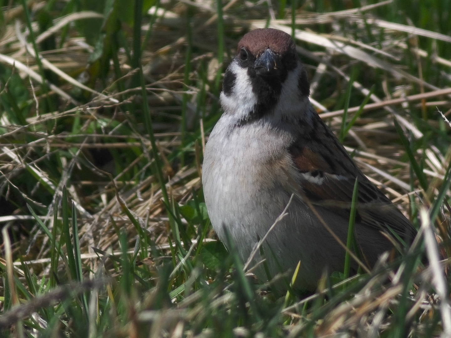 まだ渡って来る白鳥_c0201088_1419411.jpg