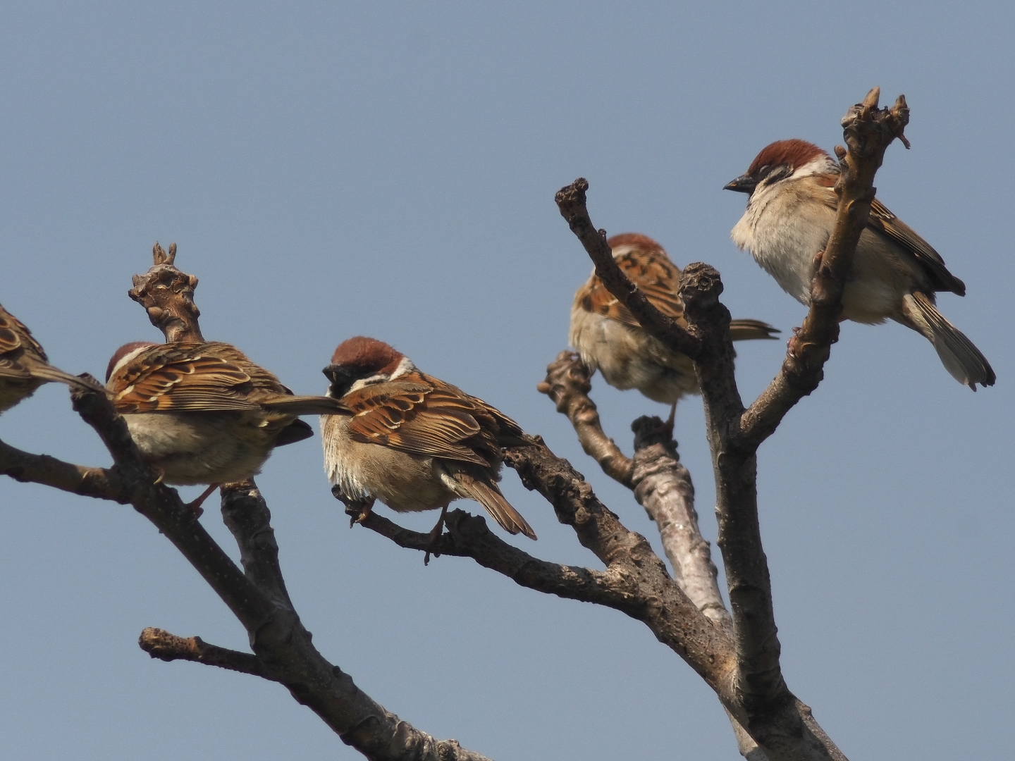 まだ渡って来る白鳥_c0201088_14194438.jpg