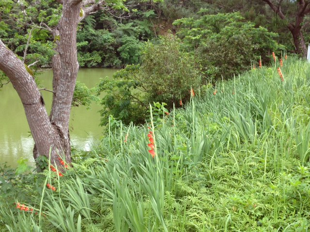 野生のグラジオラス開花中_c0064389_1435899.jpg