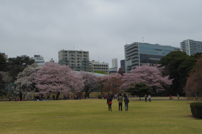 新宿御苑の遅咲き桜 2013 ①_a0127090_14255328.jpg