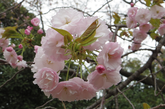 新宿御苑の遅咲き桜 2013 ①_a0127090_1427485.jpg