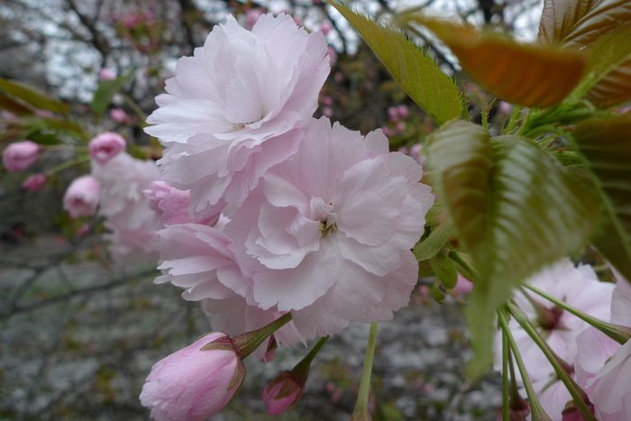 新宿御苑の遅咲き桜 2013 ①_a0127090_14282243.jpg