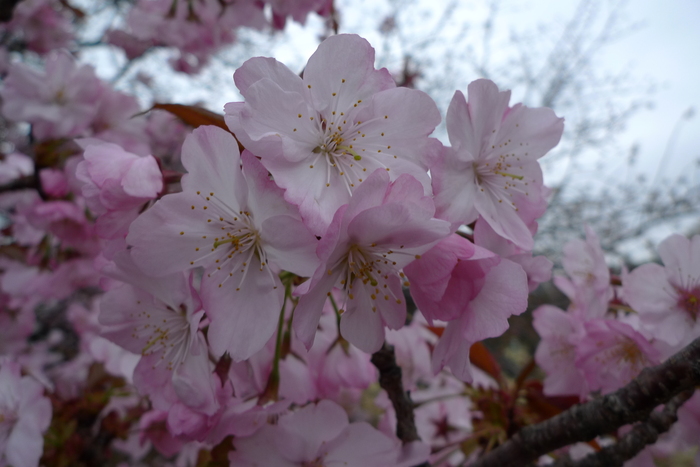 新宿御苑の遅咲き桜 2013 ①_a0127090_14294820.jpg