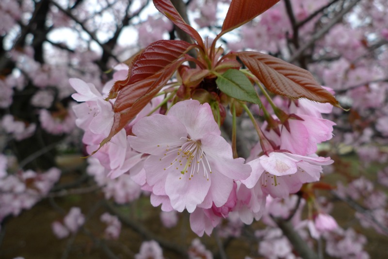 新宿御苑の遅咲き桜 2013 ①_a0127090_14302180.jpg