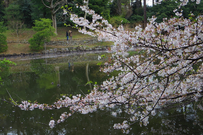 新宿御苑の遅咲き桜 2013 ①_a0127090_14321757.jpg