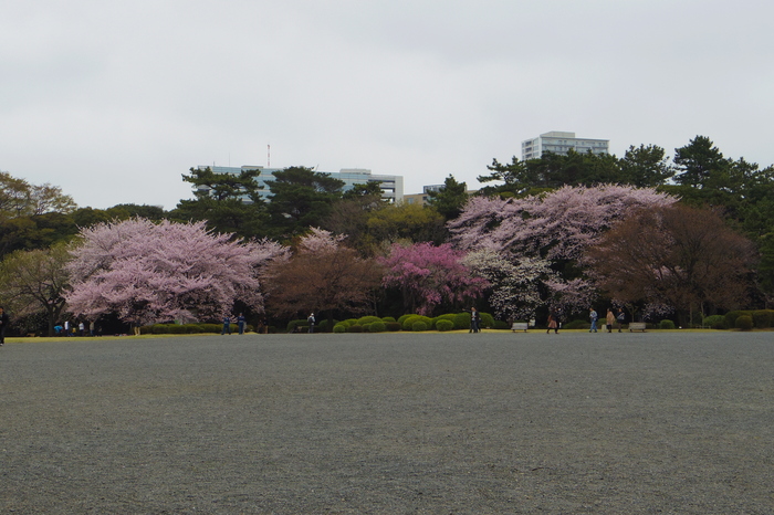 新宿御苑の遅咲き桜 2013 ①_a0127090_14331356.jpg