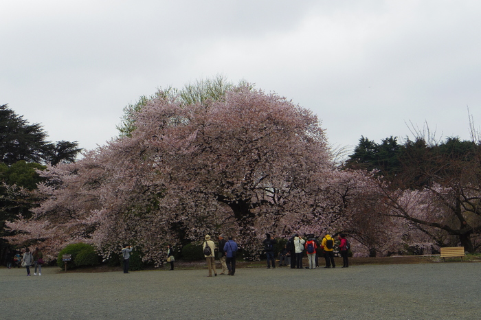 新宿御苑の遅咲き桜 2013 ①_a0127090_14332046.jpg