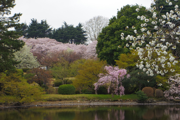 新宿御苑の遅咲き桜 2013 ①_a0127090_14332667.jpg