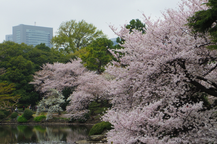 新宿御苑の遅咲き桜 2013 ①_a0127090_14333346.jpg