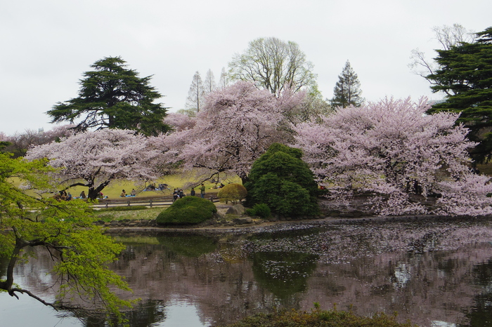 新宿御苑の遅咲き桜 2013 ①_a0127090_14335520.jpg