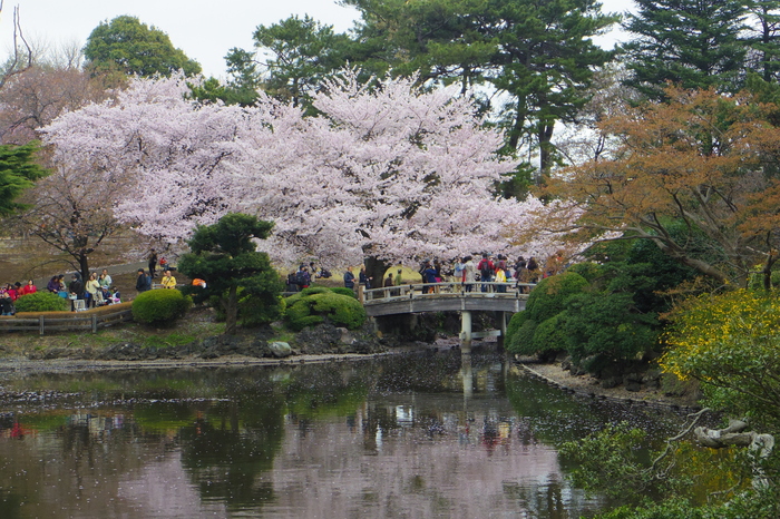 新宿御苑の遅咲き桜 2013 ①_a0127090_1434426.jpg