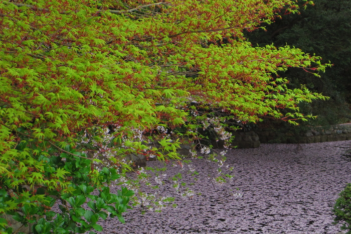 新宿御苑の遅咲き桜 2013 ①_a0127090_14345916.jpg