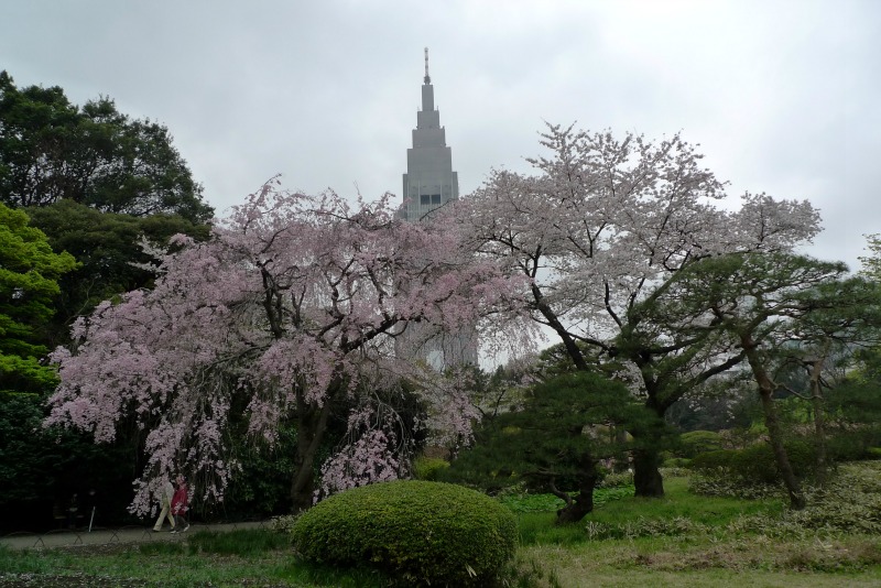 新宿御苑の遅咲き桜 2013 ①_a0127090_14361550.jpg