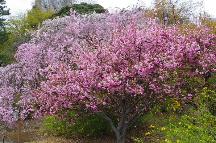 新宿御苑の遅咲き桜 2013 ①_a0127090_14363069.jpg