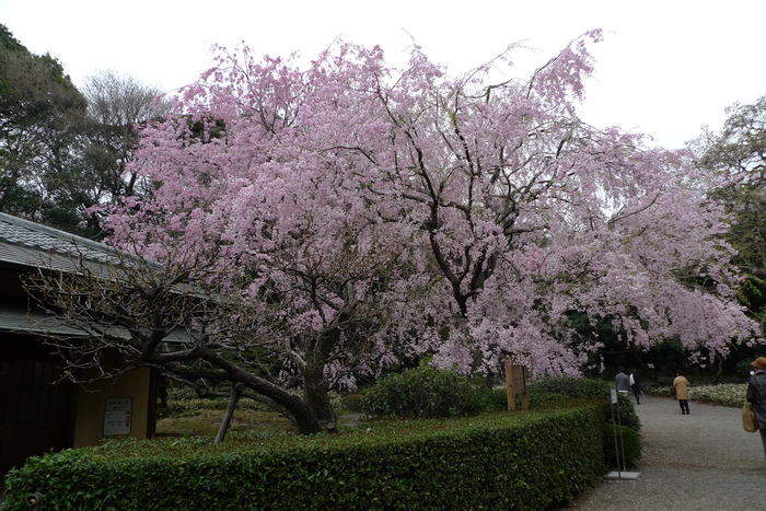 新宿御苑の遅咲き桜 2013 ①_a0127090_14371965.jpg