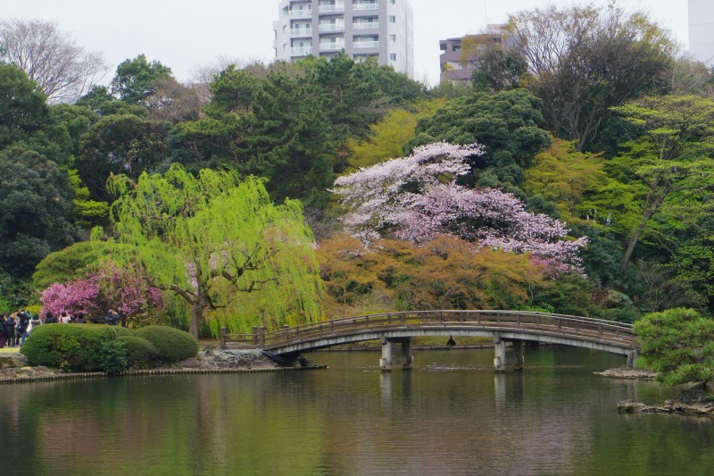 新宿御苑の遅咲き桜 2013 ①_a0127090_1437247.jpg