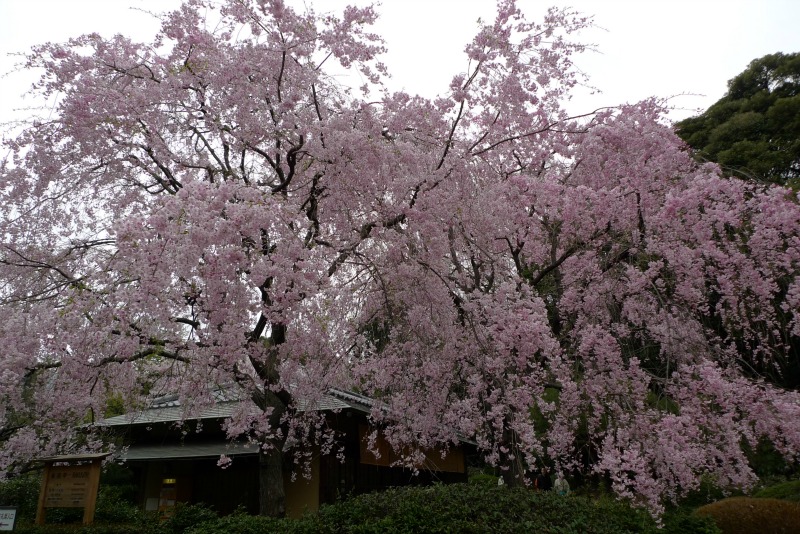 新宿御苑の遅咲き桜 2013 ①_a0127090_1438239.jpg