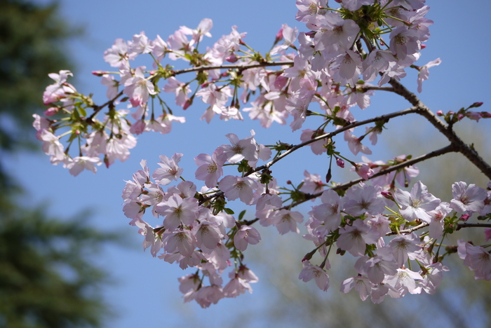 新宿御苑の遅咲き桜 2013 ②_a0127090_14452790.jpg